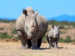 Rhino Species Wwf I quickly learned that the fda has no fewer than twenty rhino branded products on a list entitled tainted sexual enhancement products. i made a concerted effort to track down the entity that makes rhino products for comment, but the best i could do was find someone at a. rhino species wwf