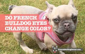 Do puppies eyes change color. Do French Bulldogs Eyes Change Color From Blue Why What Colors