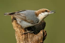 Brown Bird With White Stripe On Head Brown Headed Nuthatch Nuthatch At Swim Two Birds Bird Species