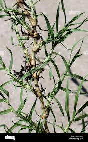 Image result for Cynodon