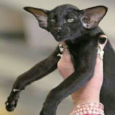 Bicolor added to the range of coat patterns/colors and accepted by cfa (note: 82 Black Oriental Shorthair Ideas Oriental Shorthair Oriental Shorthair Cats Oriental Cat
