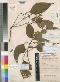 Image result for Anisosepalum