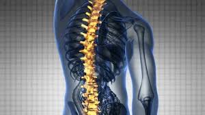 Related posts of human back bones diagram human bone parts name. Human Spine Stock Footage Royalty Free Stock Videos Pond5