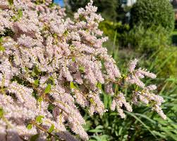 Image result for Tetradenia