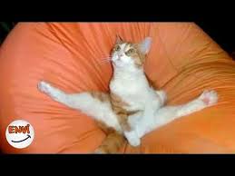 Haziran Ayinin En Komik Kedi Videolari Komik Kediler 2018 Envi Organize Blog Eglence Adresi