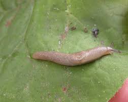 The lace bugs themselves can also be black or more tan or white colored. Slugs And Snails