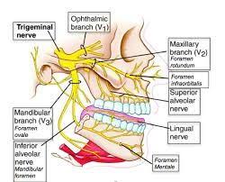Ancient Secrets About The Vagus Nerve Revealed In 2020 Trigeminal Neuralgia Dental Anatomy Neuralgia