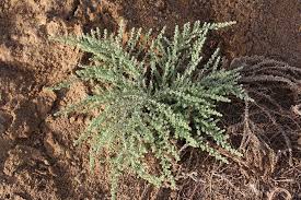 Image result for Cressa cretica