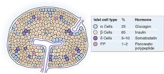 Alfa cells of islets of langerhans secrete a hormone which is: The Endocrine Pancreas Basicmedical Key