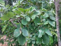 Image result for Pterocarpus rotundifolius