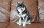 How Big is a Full Grown Pomsky? - Animalso