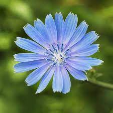 How To Grow Chicory Cichorium Intybus Gardener S Path