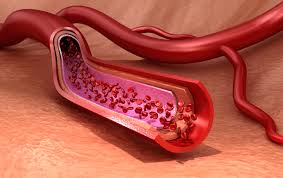 These vessels transport blood cells, nutrients, and oxygen to the tissues of the body. Endothelial Cells What You Should Know Promocell