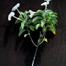 Image result for Ipomoea adenioides