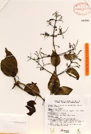 Image result for Mikania chenopodiifolia