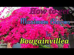 How To Get Maximum Blooms In Bougainvillea A Fully Tested Method On Bougainvillea Youtube Bougainvillea Bloom Bougainvillea Bonsai