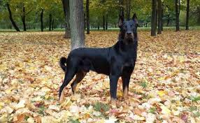 Earn points & unlock badges learning, sharing & helping adopt. Beauceron Beauce Shepherd Berger De Beauce Bas Rouge Dog Breed Info Faqs