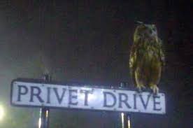 The Owls Of Harry Potter Owl Harry Potter Magical World Of Harry Potter