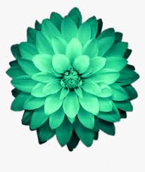 transparent green flower png picsart green flower png png download transparent png image pngitem picsart green flower png png download