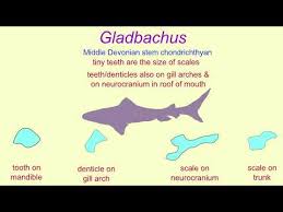 That offers a unique perspective on the details of what is happening at the base of the shark. Early Fossil Sharks Acanthodians Youtube