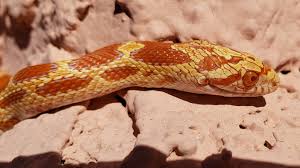 Gopher snakes are light colored dorsally (white to beige), with contrasting dark in north america, there are several subspecies of gopher snakes — sonoran, san diego, great basin and pacific. Sonoran Gopher Snake X Corn Snake Hybrids Colubrids Morphmarket Reptile Community