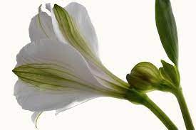 Alternative Angle By Terence Davis Botanical Flowers Lily Of The Valley Alstroemeria