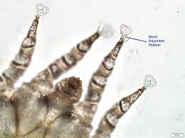Image result for what do otodectes cynotis look like in dog fur