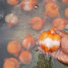 Beautiful Pearlscale Goldfish Goldfish Aquarium Goldfish Aquarium Fish