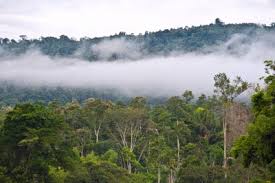 Gagasan Untuk Jenis Jenis Pohon Hutan Hujan Tropis Bunga Hias