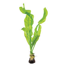 Image result for Aponogeton