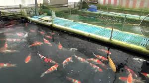 It is a man made ceramic blend that has been heat treated at 1300°c for 60hrs. Okayama Momotaro Koi Farm Some Of Our Customer Koi Video Dailymotion