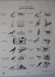 Birds With Their Nests Pictures Vintage Nests Of Birds Wall Chart From Turtox Etsy In 2020 Names Of Birds Birds And Their Nests Vintage Birds