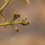 Image result for Zanha africana