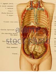 How much colon need be excised? Atlas Und Lehrbuch Der Topographischen Und Angewandte Anatomie Registerkarte J Kehlkopf Glandula Thyreoideam Scalenus Anterior V Anonvma Sunde M Pectoralis Minor M Pectoralis Major V Hemiazygos Costae Mm Intercostalesaorta