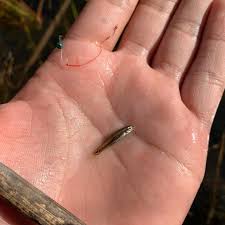 Image result for Macrotyloma stenophyllum