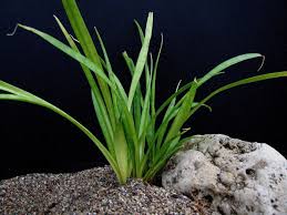 Image result for Sansevieria dooneri