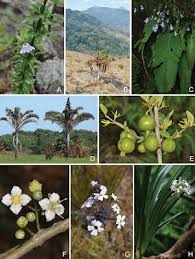 Image result for Dissotis pulchra