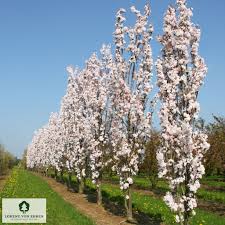 Image result for Prunus serrulata