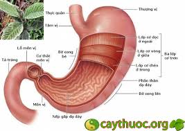 Chữa bệnh đau dạ dày bằng bài thuốc nam bí truyền, đã được chứng thực và kiểm nghiệm qua rất nhiều người dùng. Nhá»¯ng Cay Thuá»'c Nam Chá»¯a Bá»‡nh Dáº¡ Day Hiá»‡u Quáº£ Nháº¥t Hiá»‡n Nay