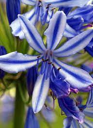 Blue Agapanthus By Bev Pascoe Goof Grief I Cannot Even Get The Plain One To Bloom Variegated Blue Agapa Unusual Flowers Flowers Nature Pretty Flowers