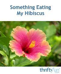 Something Is Eating My Hibiscus Hibiscus Plant White Flies Growing Hibiscus
