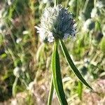 Image result for Leucas deflexa