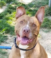 Maybe you would like to learn more about one of these? Summit County Shelter Dog That Spent Over 3 Years At Humane Society Finally Finds Forever Home