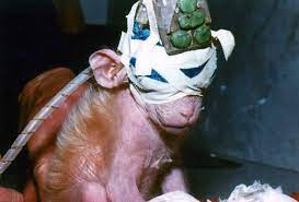 Top Five Reasons To Stop Animal Testing Peta