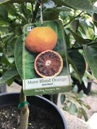 And the central component to healthy trees and healthy crops — just as it is for healthy gardens and lawns — is healthy soil. Organic Fruit Tree Herb Home Facebook