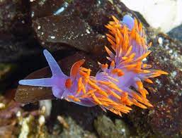One of the attached images clearly shows the branch munching on its favorite food, eudendrium. Flaming Eye Candy In The Tidepools Spanish Shawl Nudibranchs By Robin Agarwal