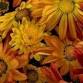 NJ Audubon Digital Photography Workshop: Flower Photography