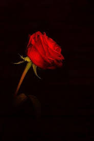 Red On Black Red Roses Red Flowers Beautiful Roses