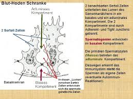 5.5.1 durchführung von permeationsversuchen 198. Embryologievorlesungen I Dr Attila Magyar 05 11 2018