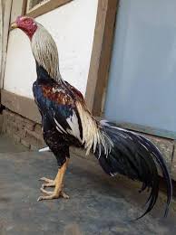 Penyakit tedun rambat diantaranya adalah bercak merah dibawah selaput sisik kaki ayam, . Ayam Birma Ciri Ciri Yang Asli Bentuk Kaki Jenis Harga Cara Merawat